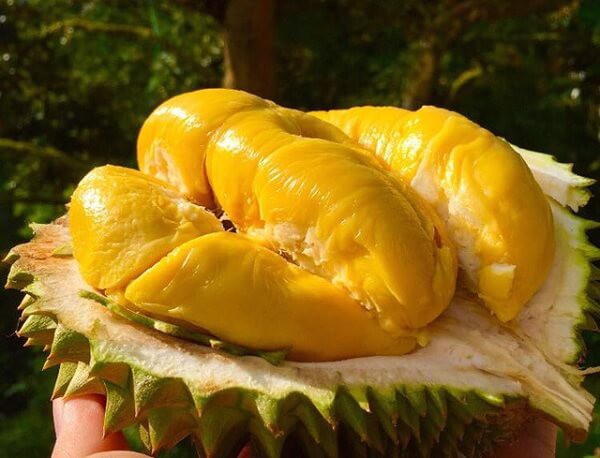 Các loại sầu riêng ngon được ưa chuộng nhất ở Việt Nam