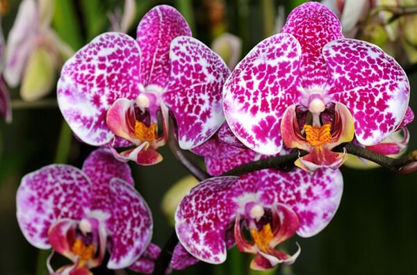 Danh sách Top 10 loài hoa đẹp nhất thế giới, có hoa ở Việt Nam