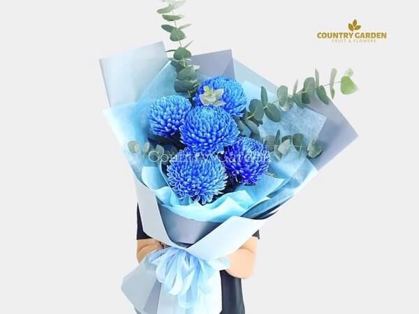 Hoa cúc mẫu đơn màu xanh dương