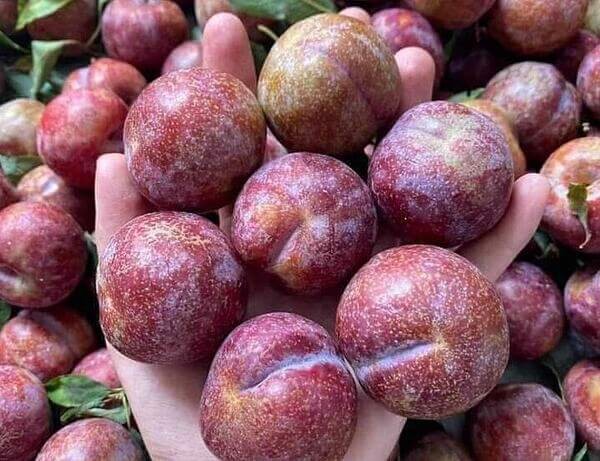 Các loại trái cây Việt Nam không bao giờ nhập khẩu từ Trung Quốc