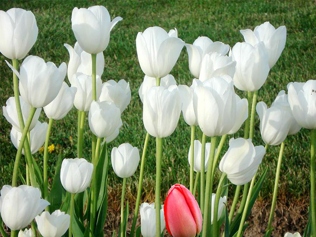 Nguồn gốc và ý nghĩa hoa Tulip theo 7 màu sắc