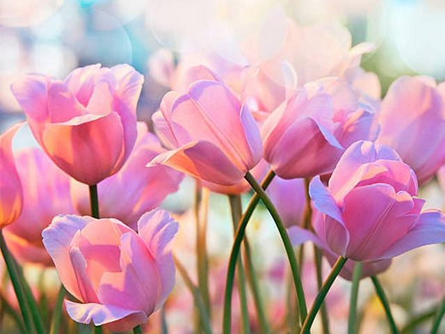 Nguồn gốc và ý nghĩa hoa Tulip theo 7 màu sắc