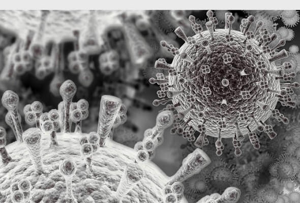 virus bệnh bạch cầu ở gia cầm