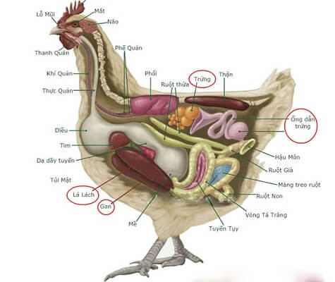 Bệnh sinh của bệnh bạch cầu ở gà