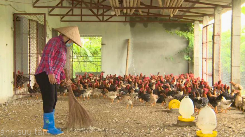 Khử trùng chuồng trại hiệu quả cho người chăn nuôi gà