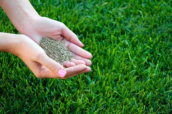 TRỒNG CỎ CHO SÂN BÓNG ĐÁ RẺ, ĐẸP VÀ THỰC TẾ
