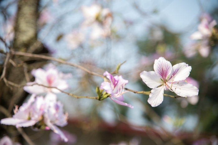 Hoa Bauhinia trắng - Ý nghĩa và cách chăm sóc hoa Bauhinia trắng