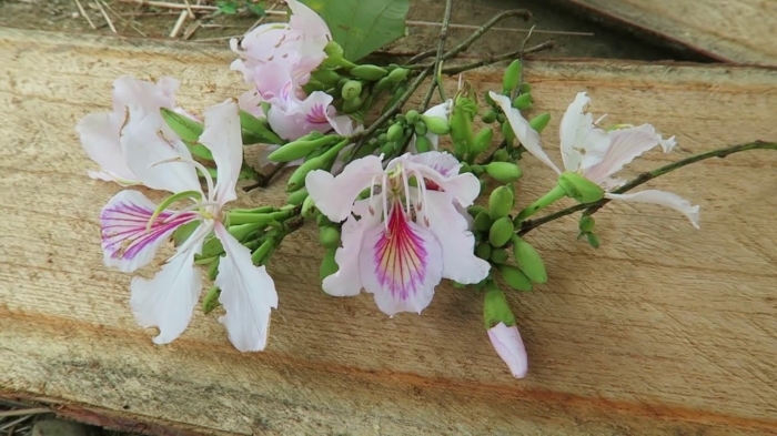 Hoa Bauhinia trắng - Ý nghĩa và cách chăm sóc hoa Bauhinia trắng