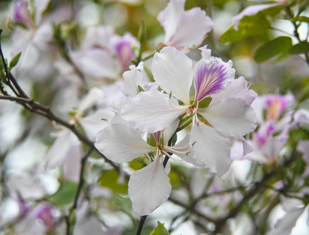 Hoa Bauhinia trắng - Ý nghĩa và cách chăm sóc hoa Bauhinia trắng