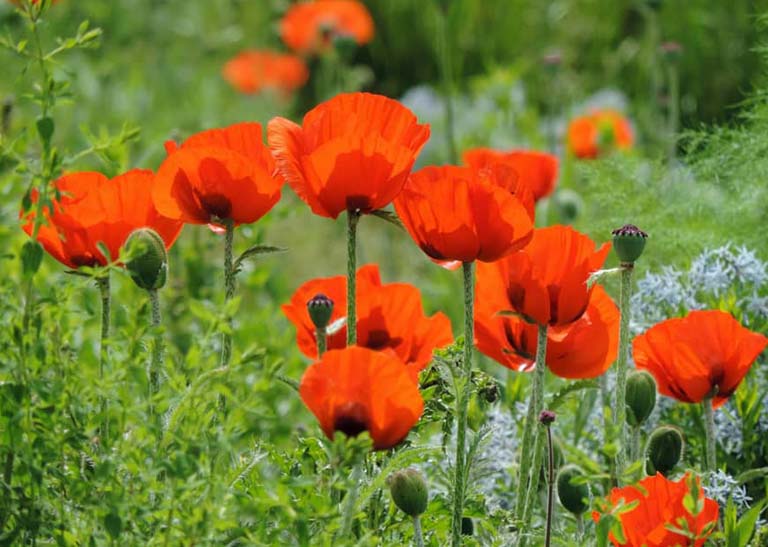 Ý nghĩa của hoa 2