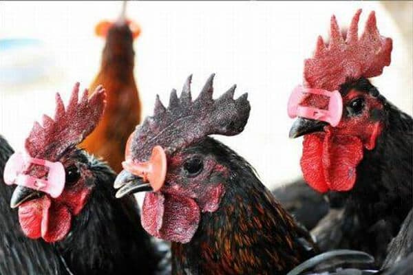 Bệnh đầu đen trên gà và cách phòng trị bệnh đầu đen - Tiến Thắng Vet