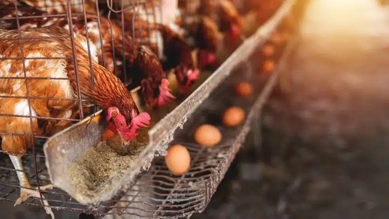 Gà siêu trứng: đặc điểm, giá bán và kỹ thuật nuôi 4 Gà Siêu Trứng: đặc điểm, Giá Bán Và Kỹ Thuật Nuôi