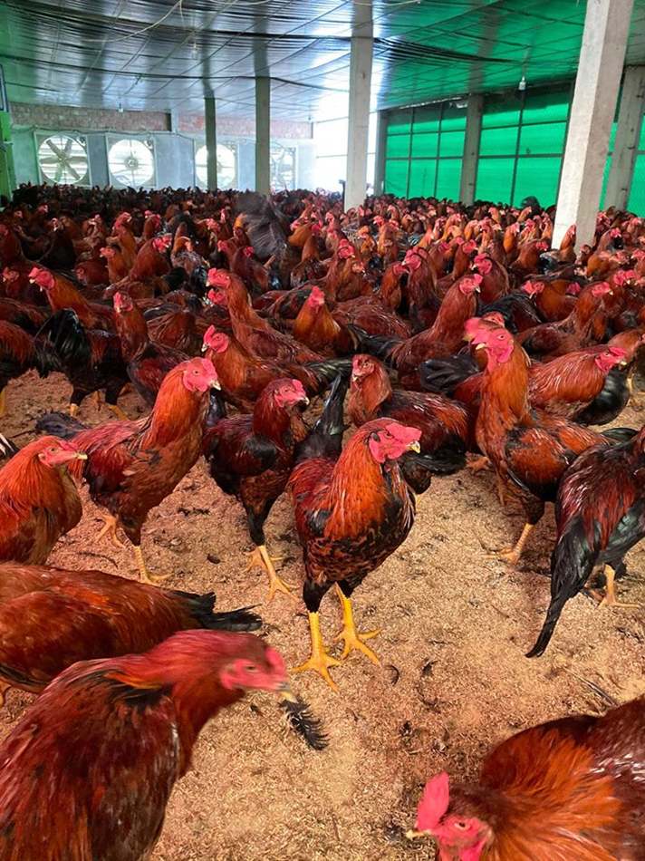 Gà thả vườn khỏe mạnh