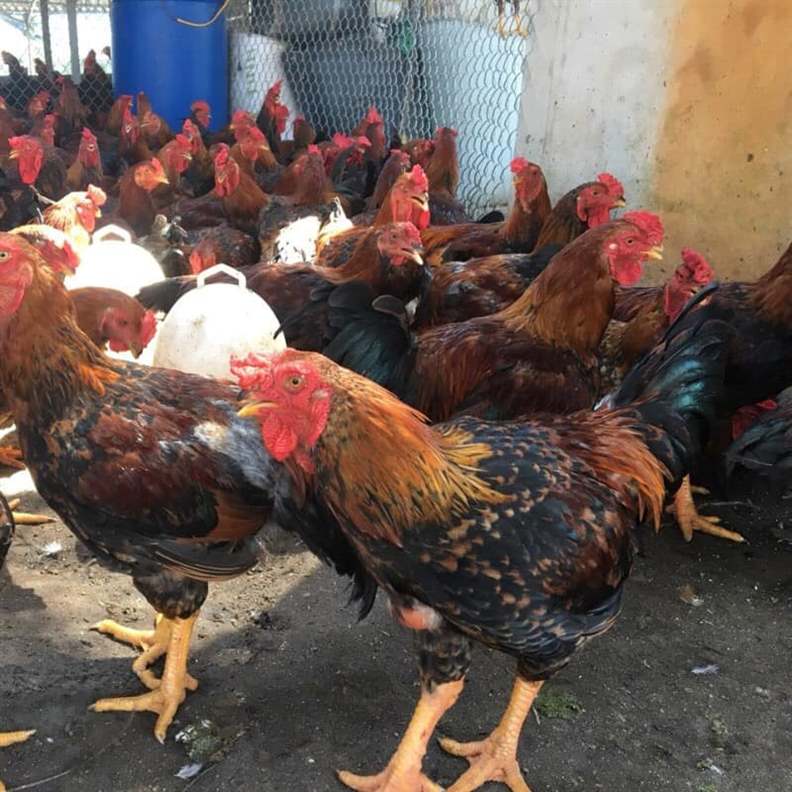 Gà ăn ít lắc đầu do bệnh hô hấp