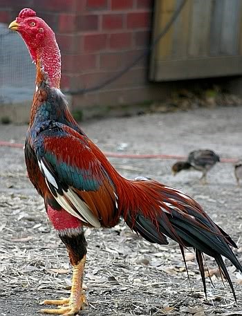 Cách chọn gà đá hay