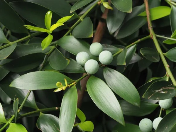 Cấu trúc lá và thân đặc trưng của cây kim giao