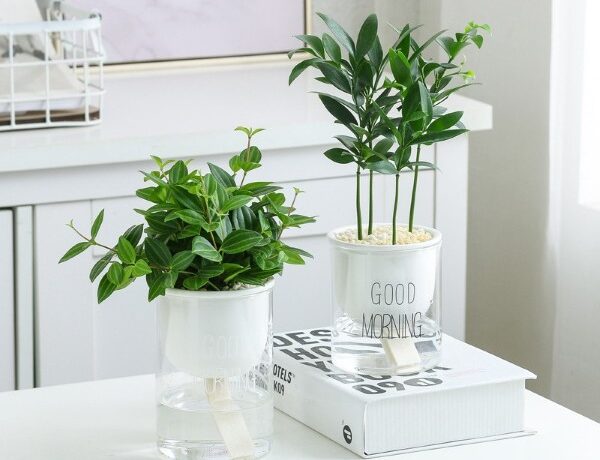 Cây kim giao phát triển trên địa hình núi đá