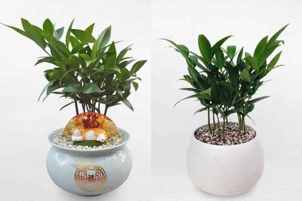 Tác dụng phong thủy của cây kim giao trong phòng làm việc