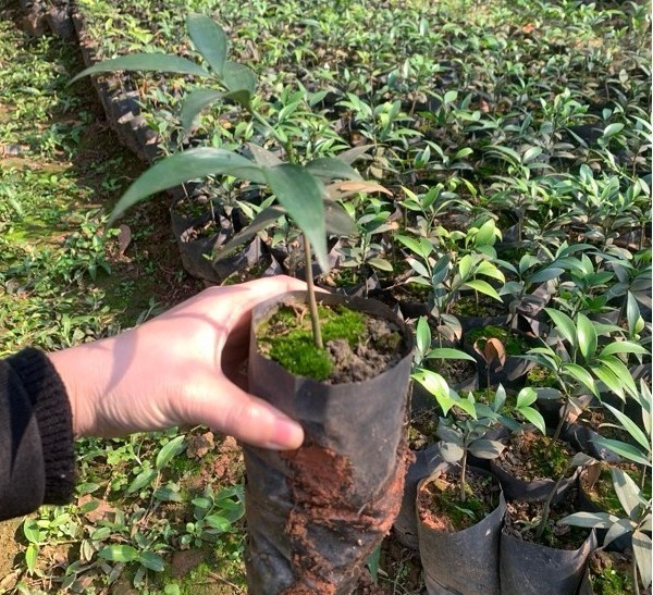 Chuẩn bị đất trồng cây kim giao