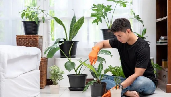 Tưới nước và bón phân cho cây kim giao