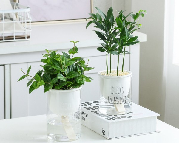 Trang trí nội thất với cây kim giao