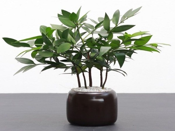 Cây Kim Giao phong thủy trong không gian sống hiện đại