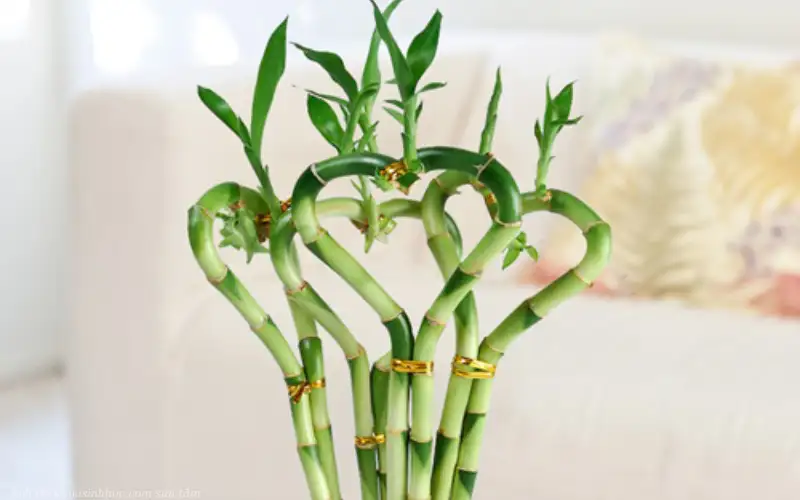 Cây Phất Dụ có độc không? Ý nghĩa và cách chăm đúng chuẩn