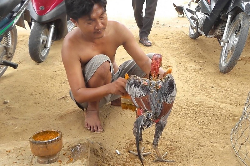 Kỹ thuật vần gà chọi chiến