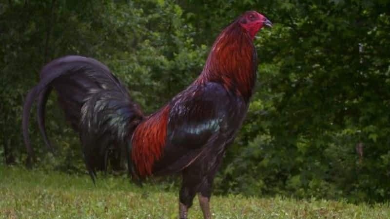 Đặc điểm ngoại hình vượt trội của gà chọi Peru