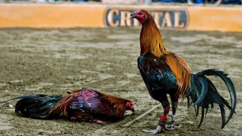 Gà chọi Peru - Biểu tượng văn hóa và sức mạnh chiến binh